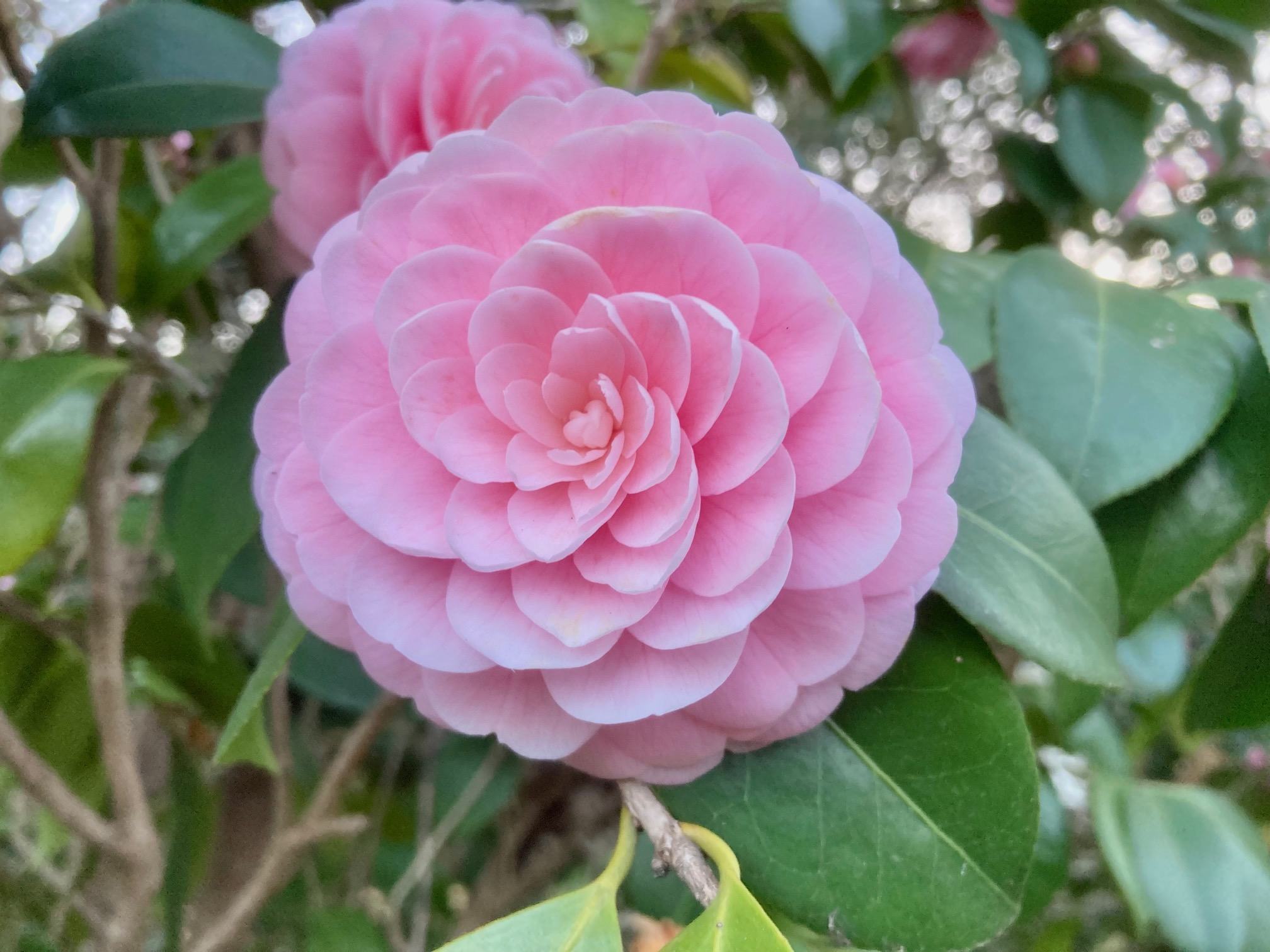 flower