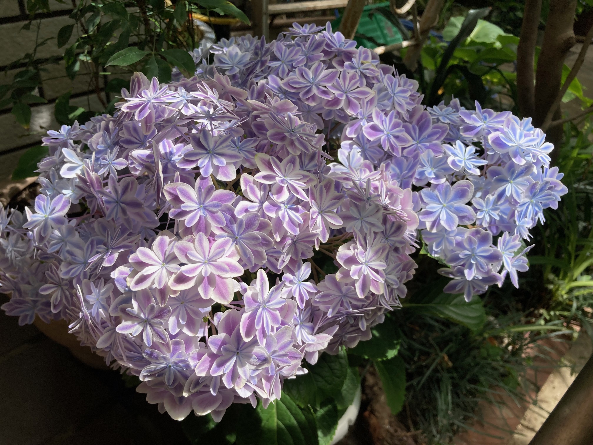 flower