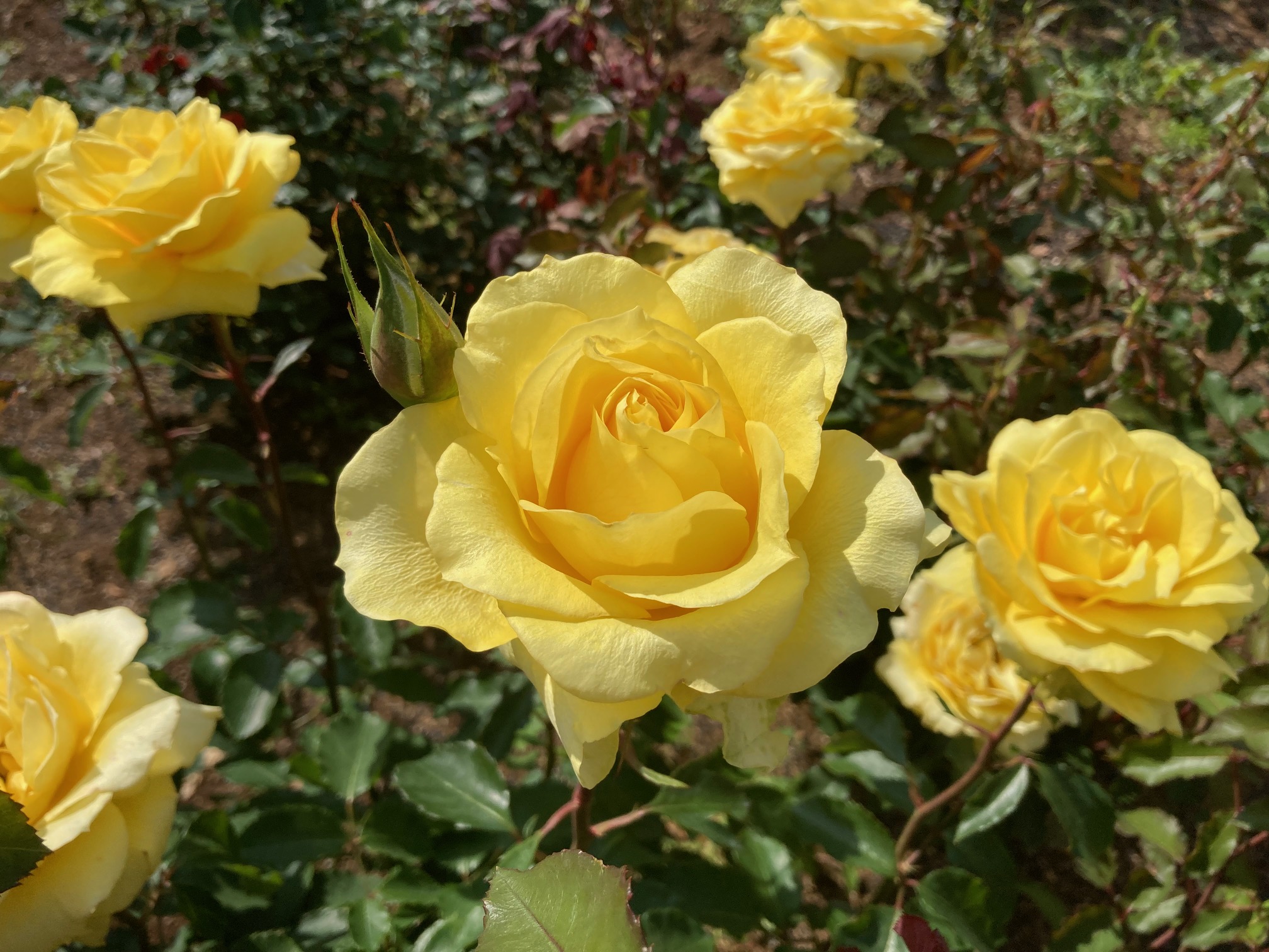 flower