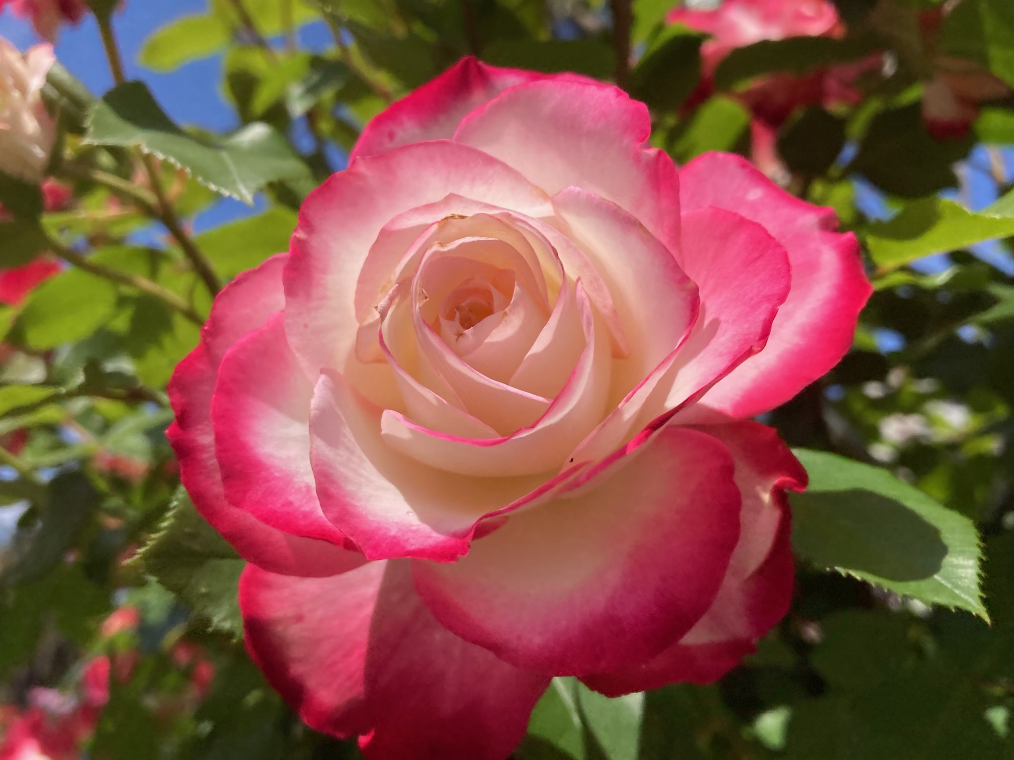 flower