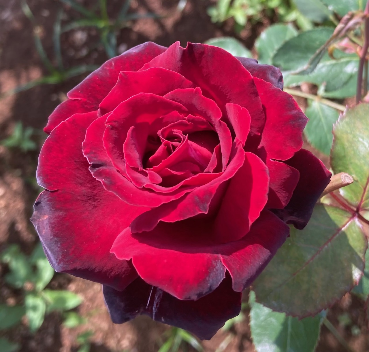flower