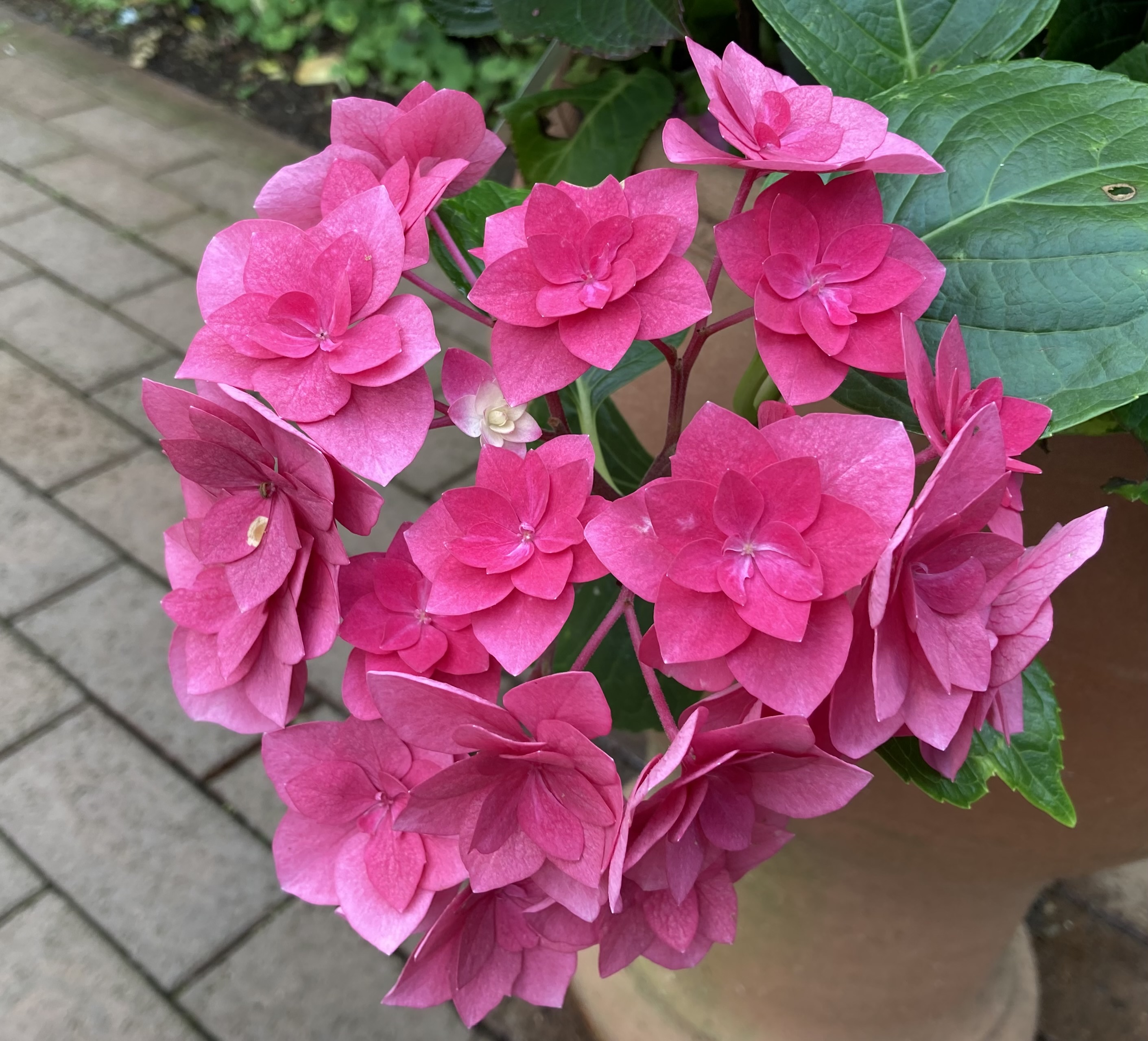 flower