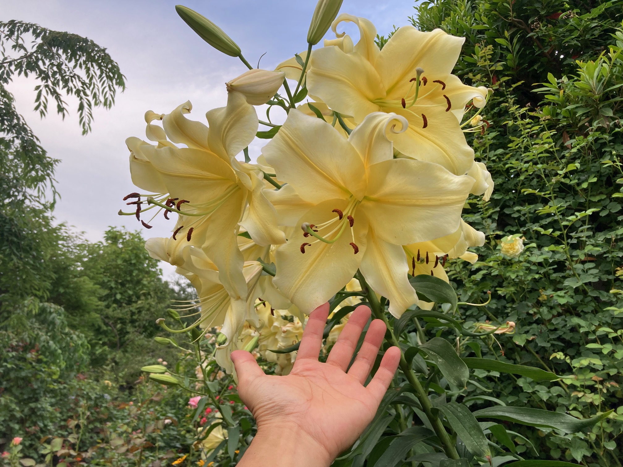 flower
