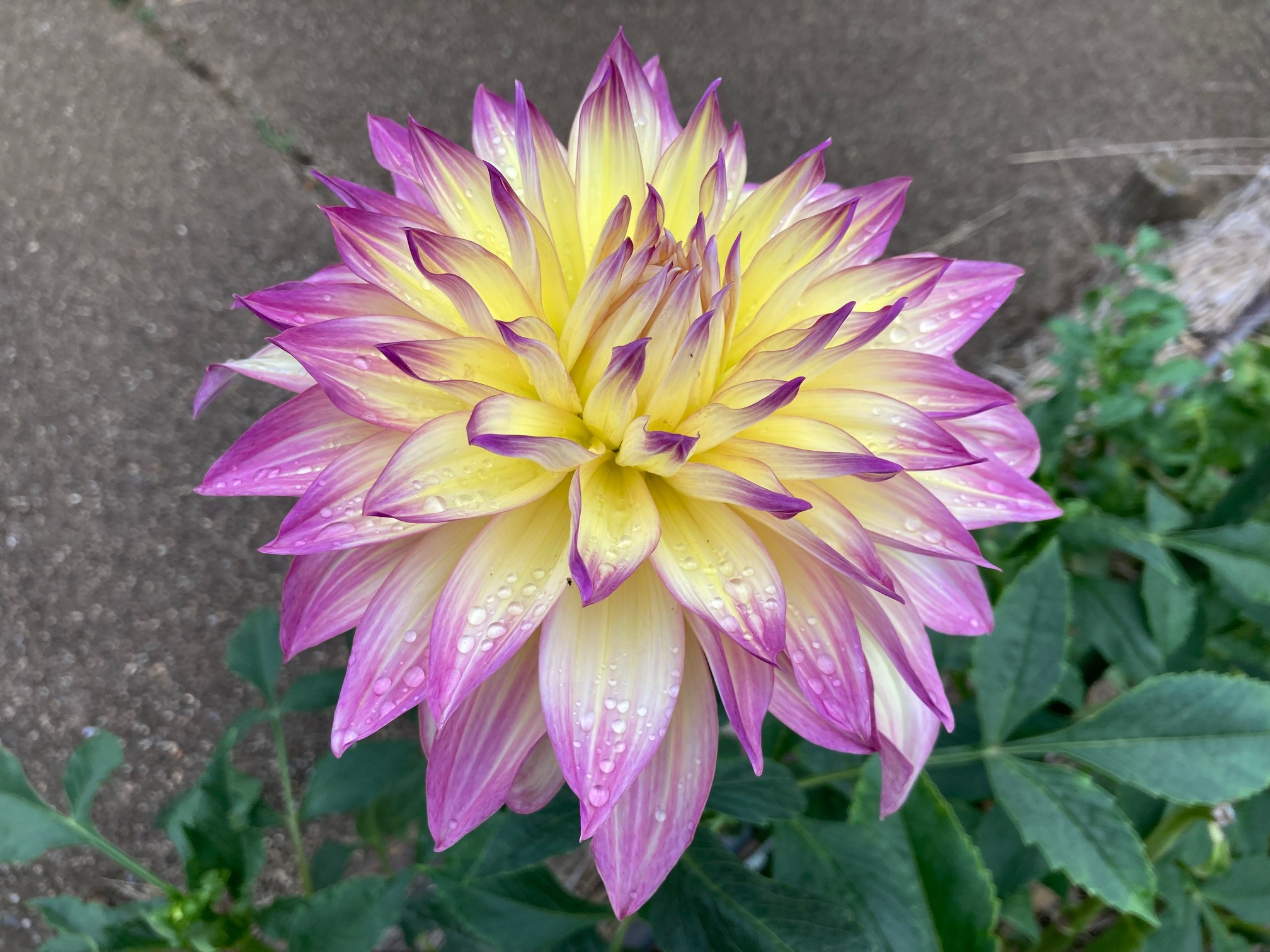 flower