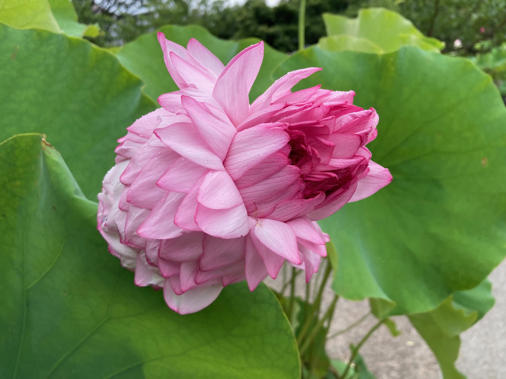 flower