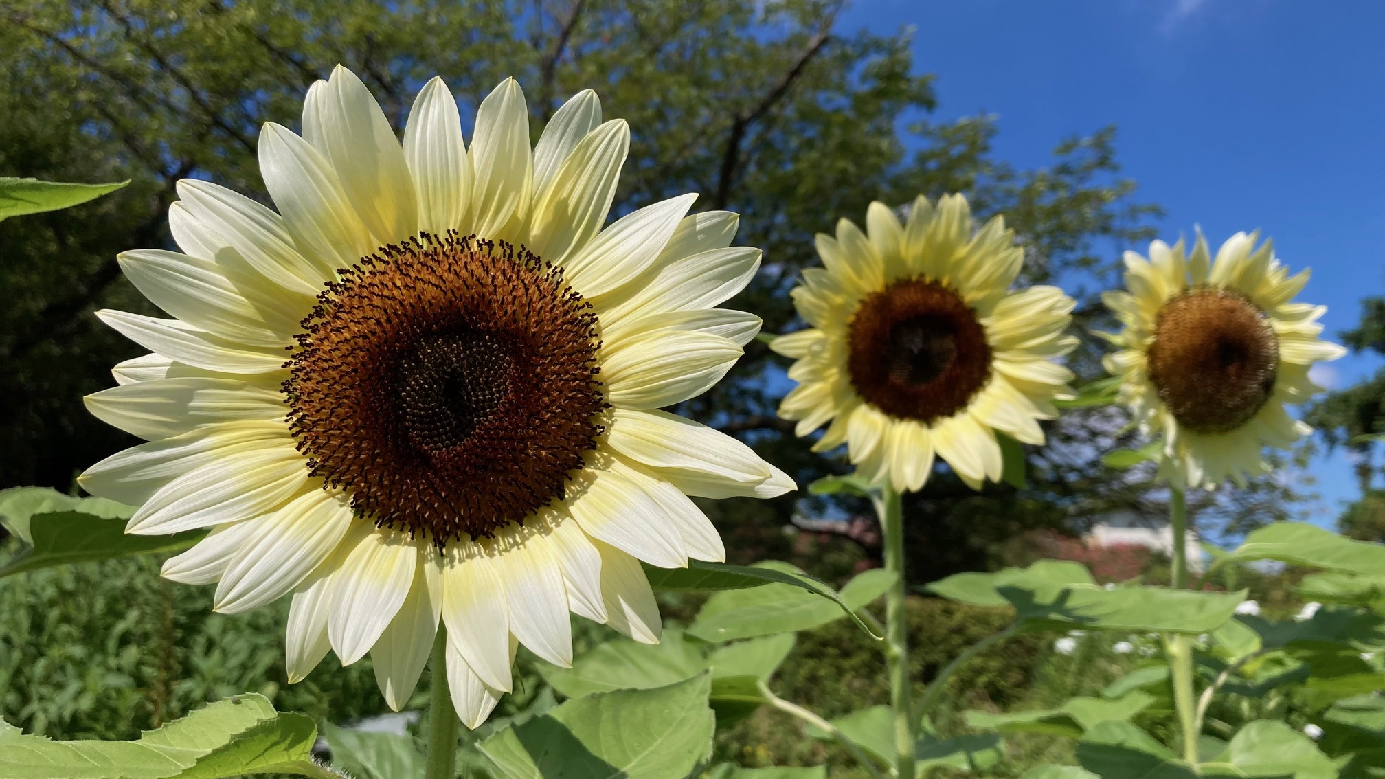 flower