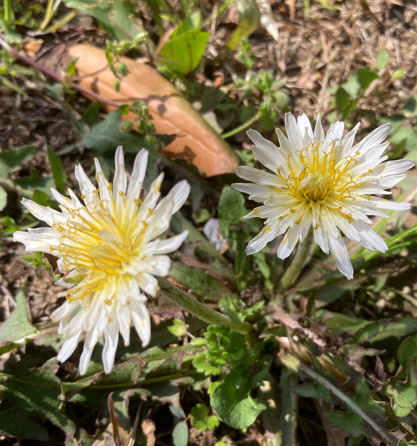 flower