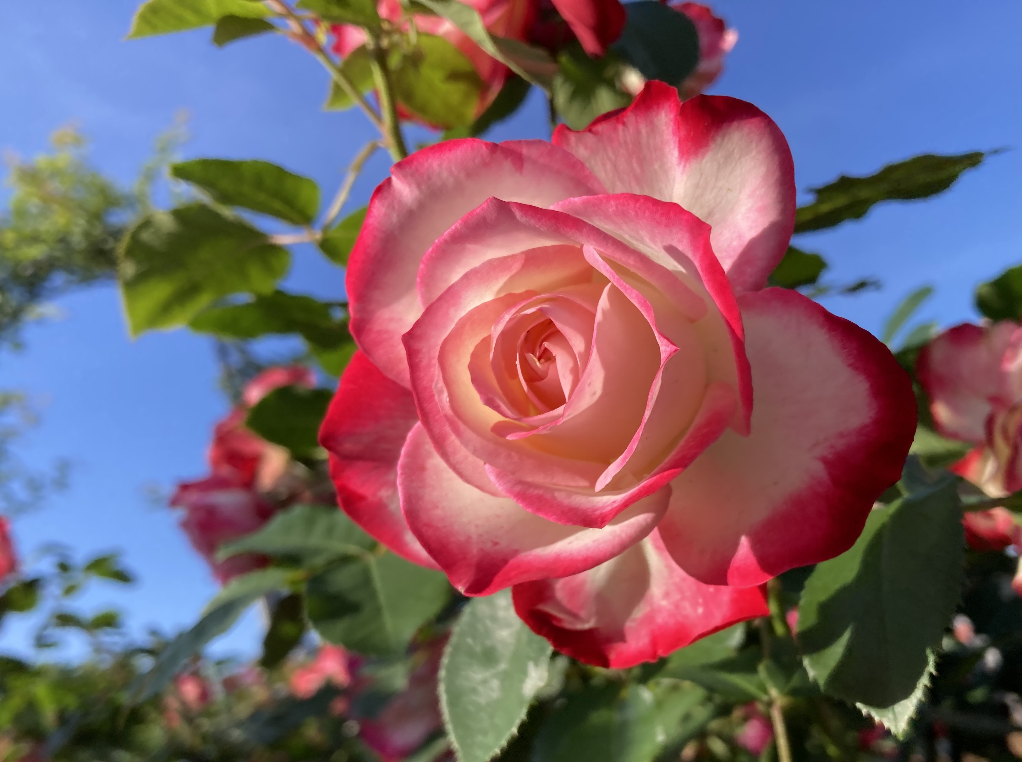 flower