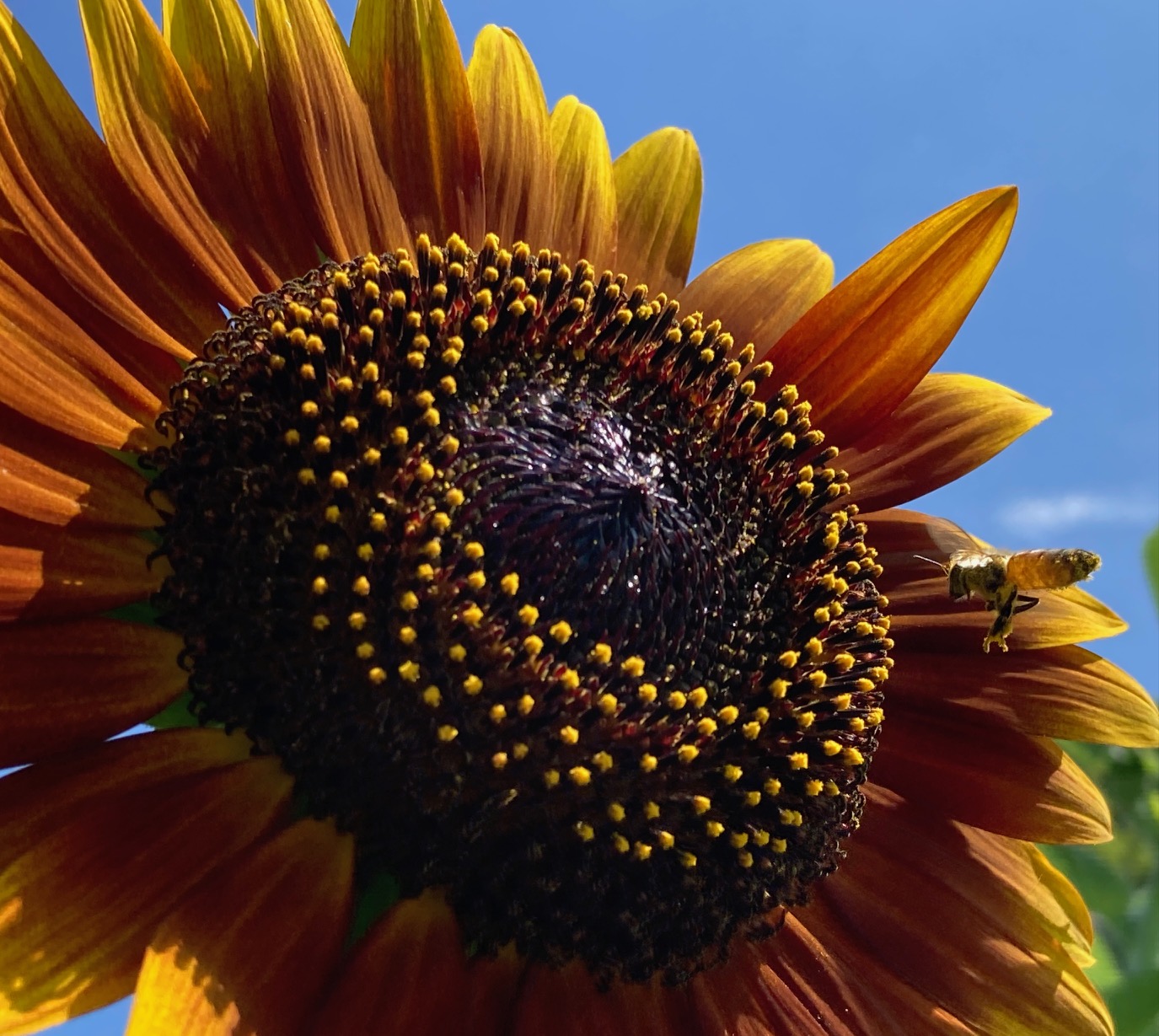 flower