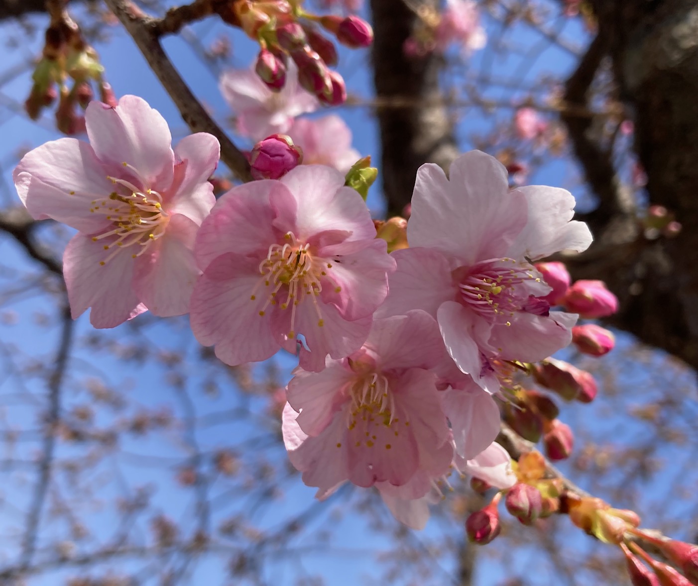 浦郷公園の河津桜