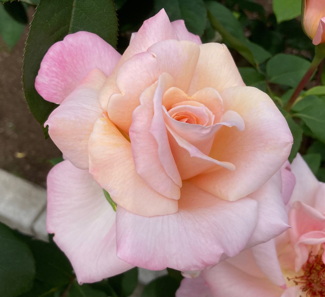 rose