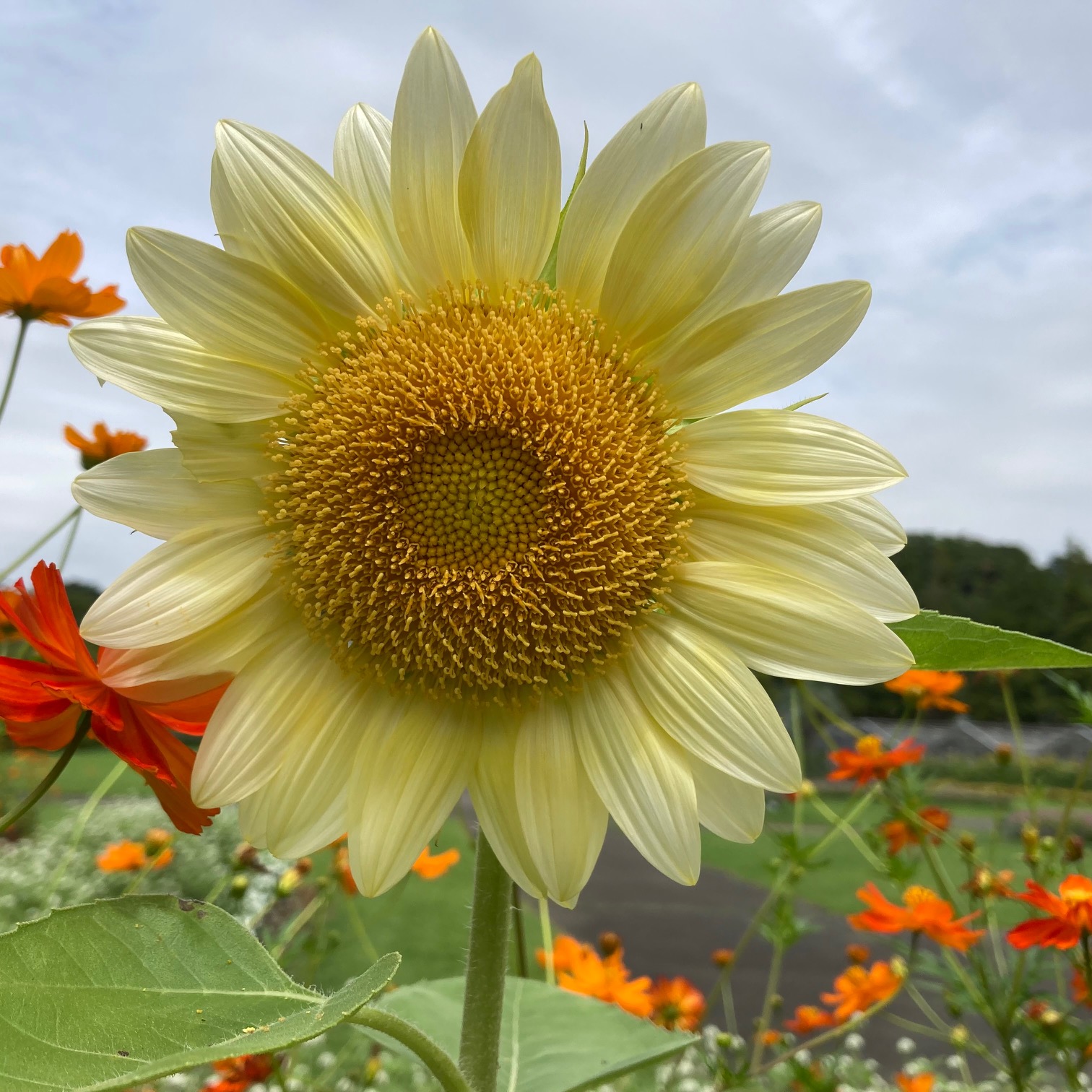 flower