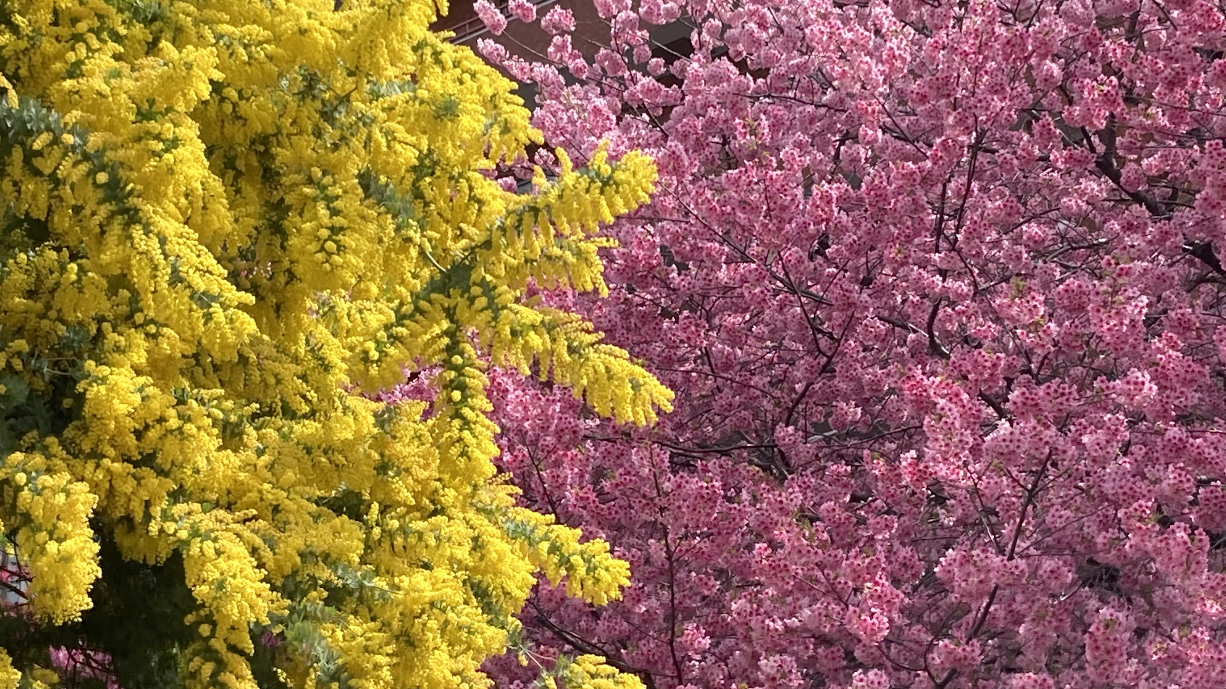 sakura