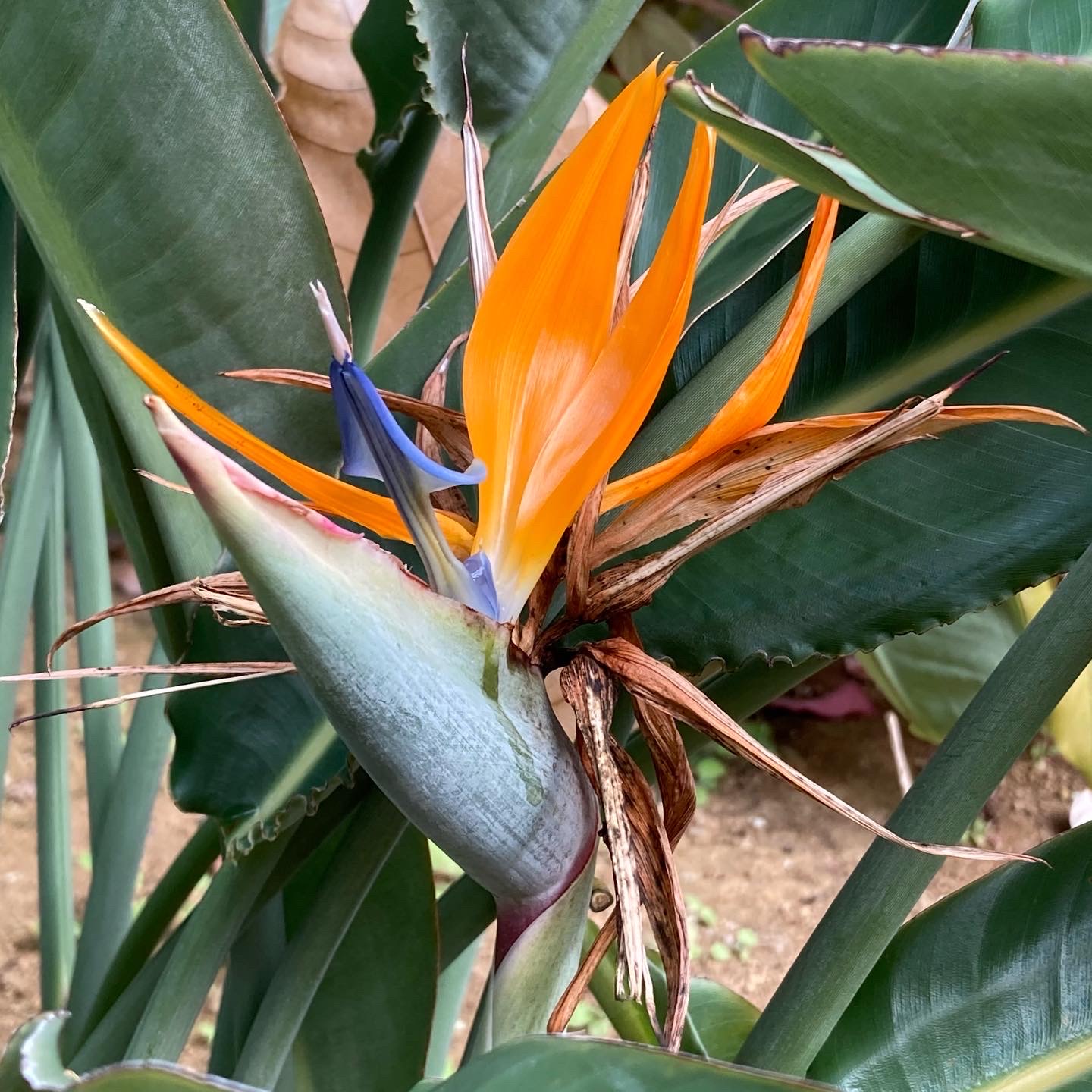 極楽鳥花